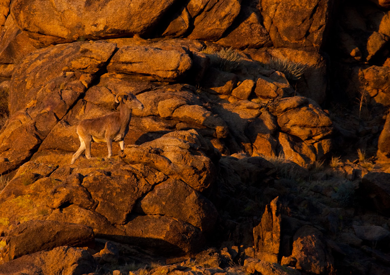 Argali At Sunset